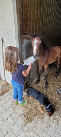 Découverte du poney en famille