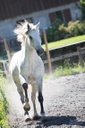 Découverte du cheval dans son environnement naturel