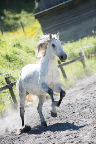 Découverte du cheval dans son environnement naturel