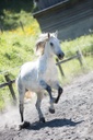 Découverte du cheval dans son environnement naturel