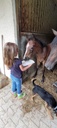 Découverte du poney à la ferme