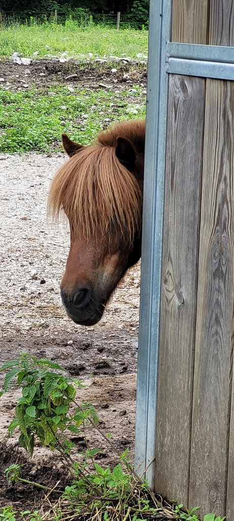 Découverte du poney à la ferme