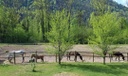 Découverte du cheval dans son environnement naturel