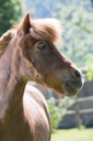 Découverte du poney en famille