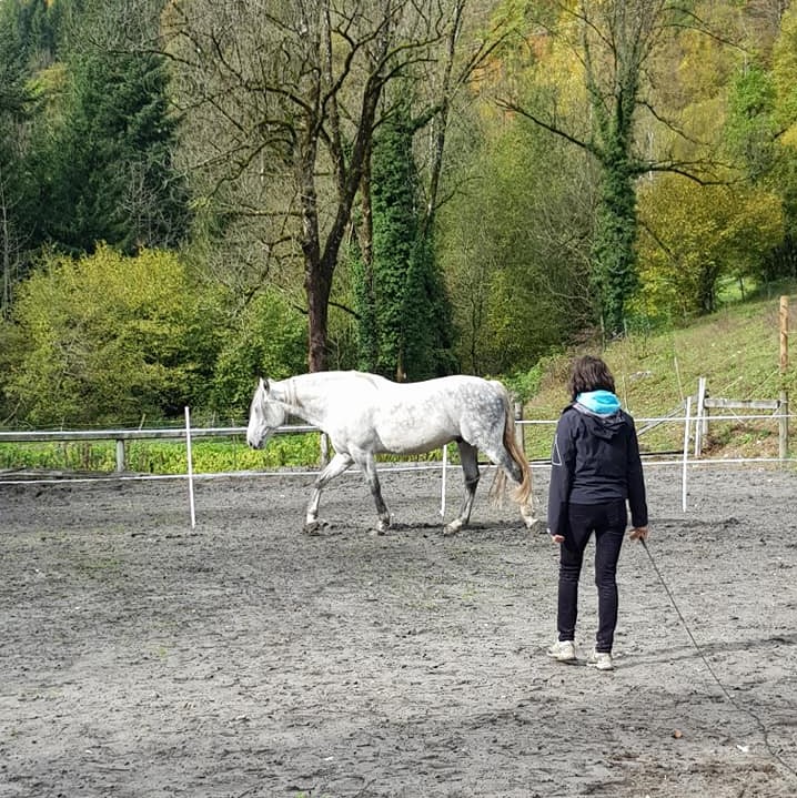 Découverte du cheval dans son environnement naturel