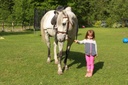 Découverte du cheval dans son environnement naturel