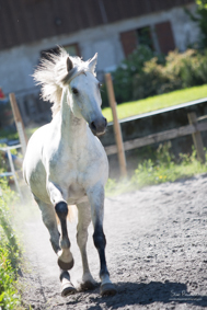 Découverte du cheval dans son environnement naturel