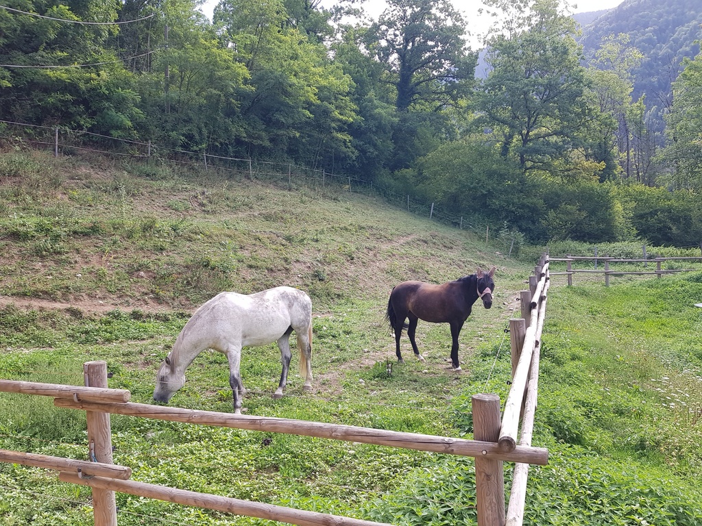 Atelier découverte du cheval (adulte)