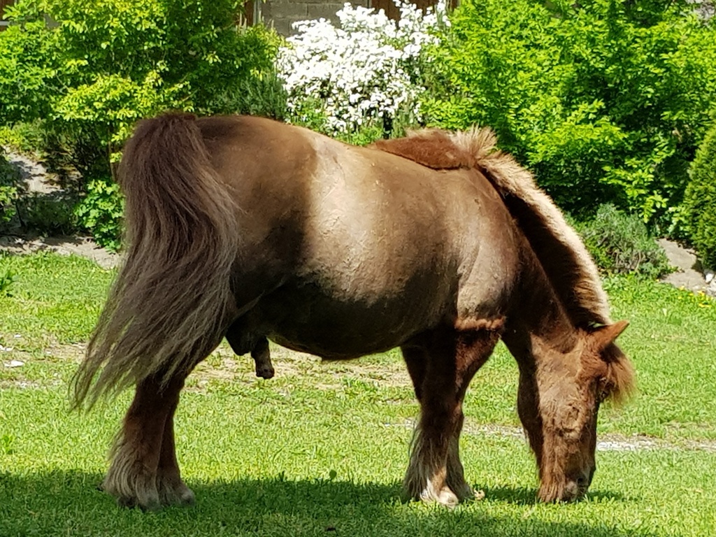 Atelier découverte poney en famille (adulte)