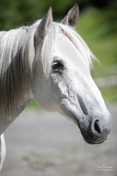 [EQUI CO] Séance individuelle d'accompagnement assistée par le cheval