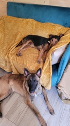 Nuit animal de compagnie